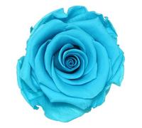 Générique VERDISSIMO Rose éternelle stabilisée Tige 55cm Diamètre 5 à 5,5cm (1, Turquoise)