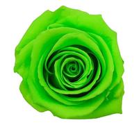 Générique VERDISSIMO Rose éternelle stabilisée Tige 55cm Diamètre 5 à 5,5cm (1, Vert)