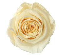 Générique VERDISSIMO Rose éternelle stabilisée Tige 55cm Diamètre 5 à 5,5cm (3, Champagne)