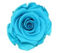 Générique VERDISSIMO Rose éternelle stabilisée Tige 55cm Diamètre 5 à 5,5cm (3, Turquoise)