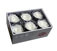 Générique VERDISSIMO Rose Stabilisée Bouton X6 / diametre de 5cm (Blanc)