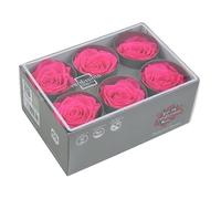 Générique VERDISSIMO Rose Stabilisée Bouton X6 / diametre de 5cm (Rose Vif)