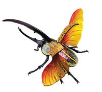 Générique Vision 4D Modèle d'anatomie de coléoptère, Modèle d'anatomie d'insecte Modèle d'organes biologiques Casse-tête Modèle de torse Modèle de corps Modèles anatomiques Modèle d'organe d'insecte