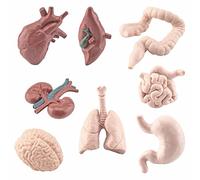 Generisch 2026 Lot de 8 pièces décoratives pour Halloween - Modèle d'anatomie humaine - Outils éducatifs pour élèves de classe - Kits scientifiques (multicolore, taille unique)