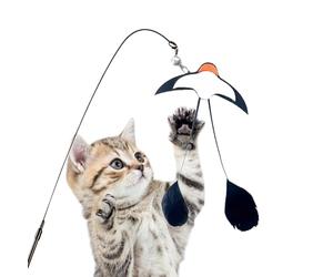 Generisch Canne à pêche pour chat - Design hirondelle - Bâton de pêche avec clochette pour chat - Pour s'entraîner après avoir mangé contre l'ennui pour stimuler l'esprit dans la maison, le salon, la