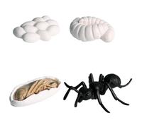 Generisch Figurines du cycle de vie - Insectes et animaux - Ensemble de jouets éducatifs 4 à 5 pièces - Cycle de croissance de papillon, tortue et réaliste peint à la main