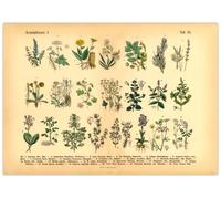 Generisch Herbes et plantes médicinales Poster | Image Vintage Illustration 2 A3 (42 x 29,7 cm)