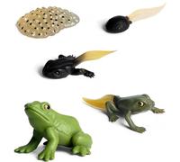Generisch Modèle cycle de vie - Lot de 5 figurines d'animaux en PVC - Avec têtards et grenouille grenouille - Jouet éducatif à la menthe pour apprendre et décorer la salle de classe
