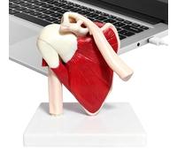 Generisch Modèle d'articulation de l'épaule - Outil pédagogique anatomique, modèle de l'articulation de l'épaule humaine | pour médecins, hommes, femmes, filles, adolescents, fils, filles, famille et