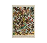 Generisch Poster Oiseaux | Vintage Oiseaux utiles Millot A3 (42x29.7cm)