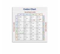 Genetic Code and Amino Acids Chart Poster Educational Science Wall Art for Biology Class Laboratory Homeschool Biochemistry DNA to Protein(Unframed,12x18inch(30x45cm))