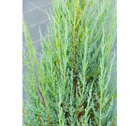 Genévrier bleu Juniperus scopulorum « Blue Arrow » 80-100 cm Élevage en plein air résistant à l'hiver