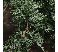 Genévrier Commun Repanda - Juniperus Communis Repanda 30/40cm - Plante En Pot - Hauteur 30 à 50 Cm - Exposition Soleil Sol