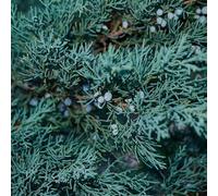 Genévrier des Rocheuses Blue Arrow - Juniperus scopulorum Blue Arrow 60/80cm Pot 4L ? Plante de jardin ? Idéal haie, massif ou isolé