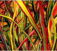 Gengahr - Where Wildness Grows