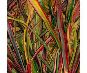 GENGAHR - Where Wildness Grows