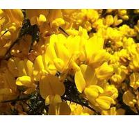 Genista hispanica - Genêt à balai 25- 30 cm Conteneur