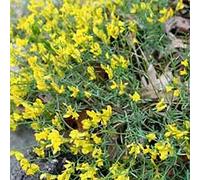 Genista Lydia- Genêt de Lydie 30-40 cm en conteneur