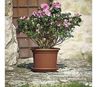 Geo Pot de fleurs Terracotta Ø 50 cm