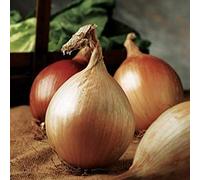 GEOPONICS OIGNON - Ailsa Craig Lauréate - 200 graines