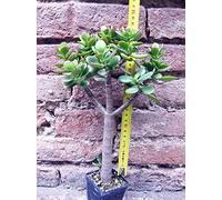 Geosism & Nature Crassula portulacea 30 cm, Cactus, Plante succulente