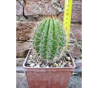 Geosism & Nature Hybride de Trichocereus grandiflorus. Bouchon Court Fleur Blanche 10cm, Cactus, Plante succulente