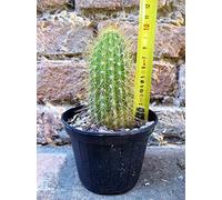 Geosism & Nature Trichocereus huascha 10 cm, Cactus, Plante succulente