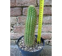Geosism & Nature Trichocereus huascha 20 cm, Cactus, Plante succulente