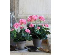 Géranium Artificielle Pêche En Pot H34