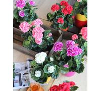 Géranium Artificielle Rouge En Pot H34