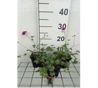 Geranium cin. 'Purpureum' - Bec de grue en pot de 9 x 9 cm