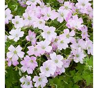 Géranium Dreamland Plantes Vivaces en Pot pour Jardin Fleuri Extérieur Résistant.