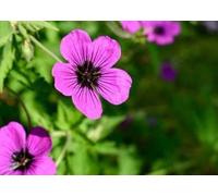 Geranium hybr. 'Dragon Heart'® - Plante vivace rustique en pot de 9 x 9 cm