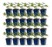 Géranium Johnson's Blue - Géranium - Couvre-sol - Bleu - 24 plants - 15-25cm - Ø11cm - Plante de jardin