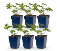 Géranium Johnson's Blue - Géranium - Couvre-sol - Bleu - 6 plants - 15-25cm - Ø11cm - Plante de jardin
