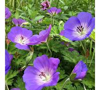 Geranium Rozanne Géranium Vivace Rustique Plantes de Jardin Fleurie en Pot