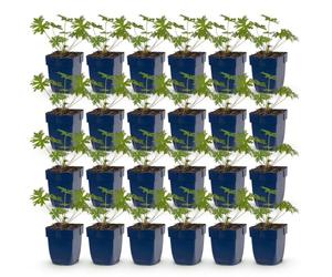 Géranium tricolore - Bec-de-cigogne - Couvre-sol - Violet - Rose - Blanc - 24 plants - 15-25cm - Ø11cm - Plante de jardin