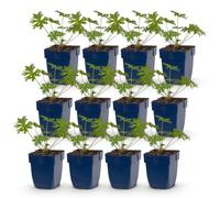 Géranium tricolore - Géranium - Plante couvre-sol - Violet - Rose - Blanc - 12 plants - 15-25cm - Ø11cm - Plante de jardin