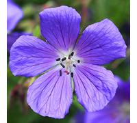 Géranium vivace 'Johnson's Blue' - Une plante herbacée à fleurs bleues