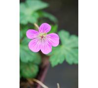 Géranium vivace kelly anne' taille du p