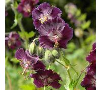 Géranium vivace livide - geranium phaeum 'samobor' - godet 9x9 cm