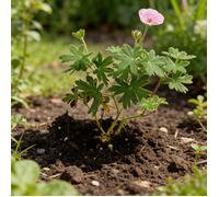 Géranium vivace sanguineum Striatum 20cm Godet 9cm - Geranium