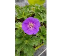 Geranium x ROZANNE® 'Gerwat' / Géranium bleue à coeur blanc 'Rozanne' / Conteneur de 3 à 4 litres