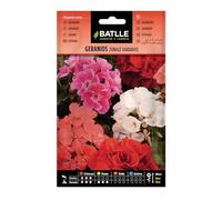 Geranium ZONALE