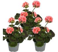 Géraniums debout - Pelargonium zonale - Pot de 12 cm - Lot de 3 plantes - Rose