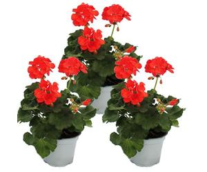 Géraniums debout - Pelargonium zonale - Pot de 12 cm - Lot de 3 plantes - Rouge clair