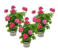 Géraniums suspendus - Pelargonium peltatum - différentes couleurs - pot 12cm - set de 3 plantes