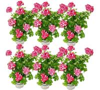 Géraniums suspendus - Pelargonium peltatum - différentes couleurs - pot 12cm - set de 6 plantes
