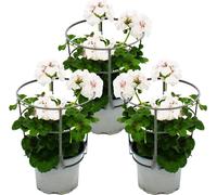 Géraniums suspendus - Pelargonium peltatum - pot 12cm - set de 3 plantes - blanc