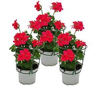 Géraniums suspendus - Pelargonium peltatum - pot 12cm - set de 3 plantes - rose